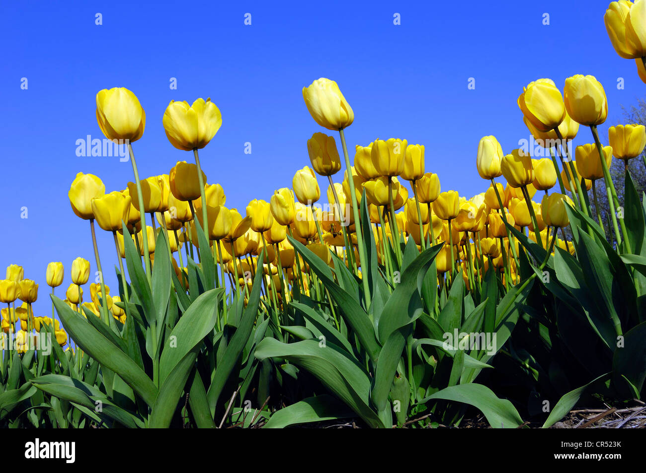 Tulipanes (Tulipa sp.), Lisse, Holanda Meridional, Holanda, Países Bajos, Europa Foto de stock
