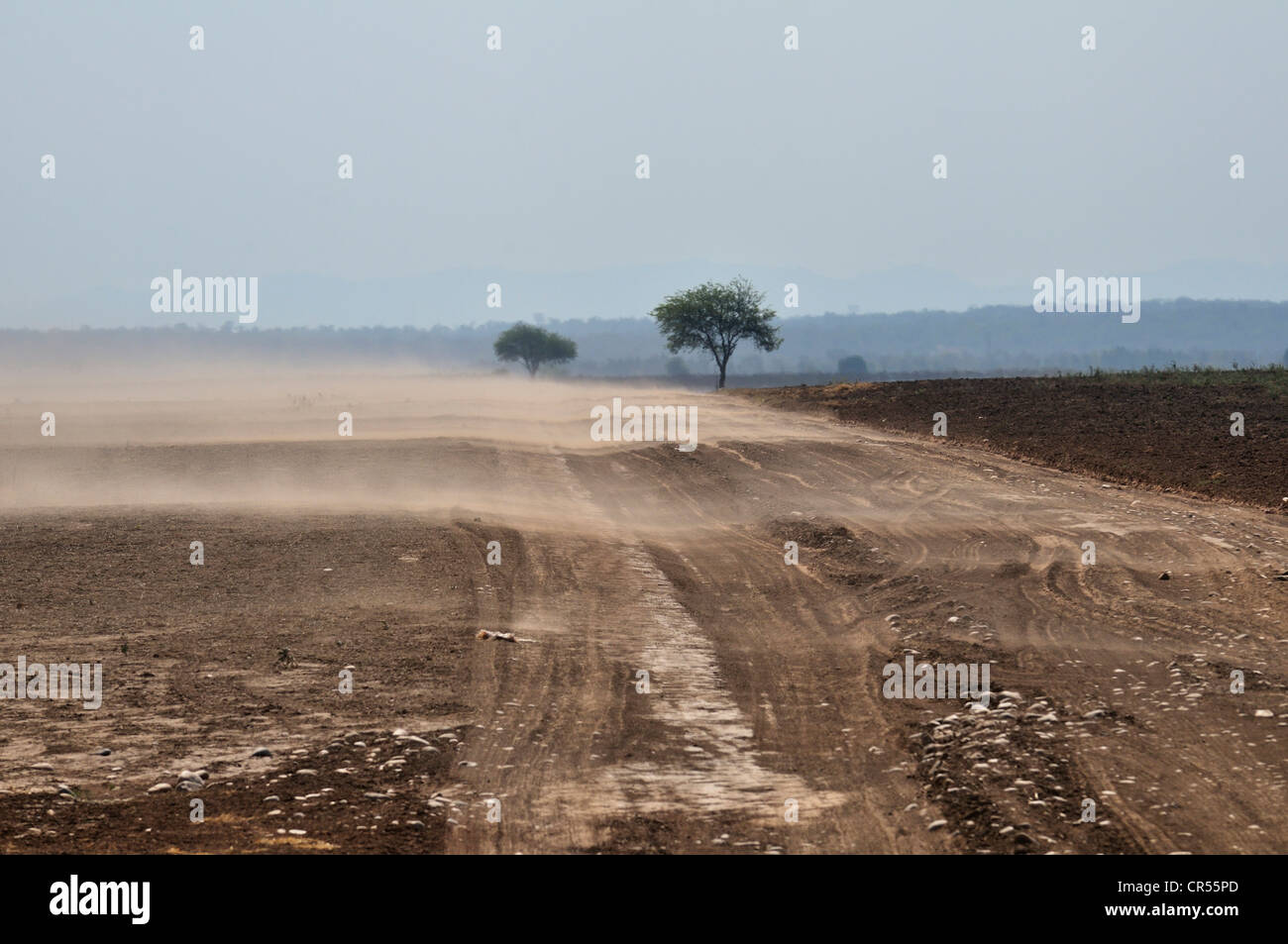 La erosión, el viento dispersa los suelos ricos en nutrientes desde las áreas despejadas, Gran Chaco, provincia de Salta, Argentina, Sudamérica Foto de stock