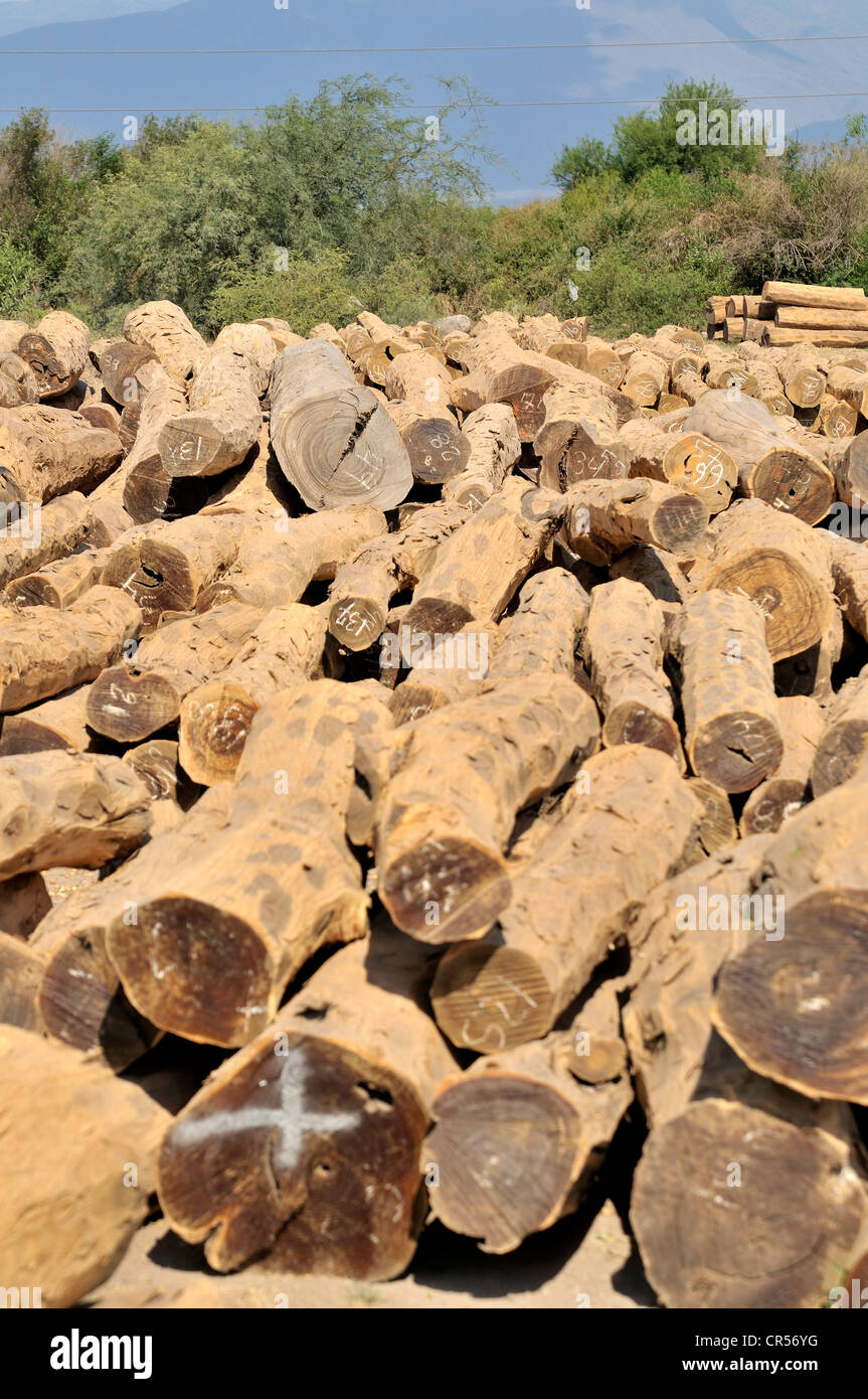Lugar de almacenamiento de valiosas maderas duras tropicales que son talados ilegalmente en los bosques de la región del Gran Chaco, provincia Foto de stock