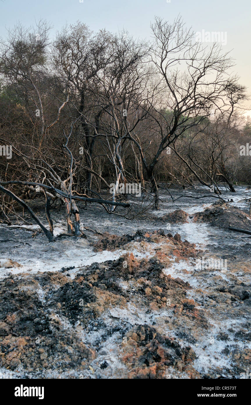 Tierra arrasada, la deforestación a través de roza y quema para la regeneración de tierras cultivables por los grandes terratenientes, Gran Chaco Foto de stock