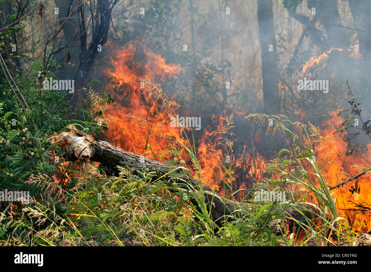 La deforestación quemando para la recuperación de tierras cultivables por los grandes terratenientes, Gran Chaco, provincia Argentina Foto de stock