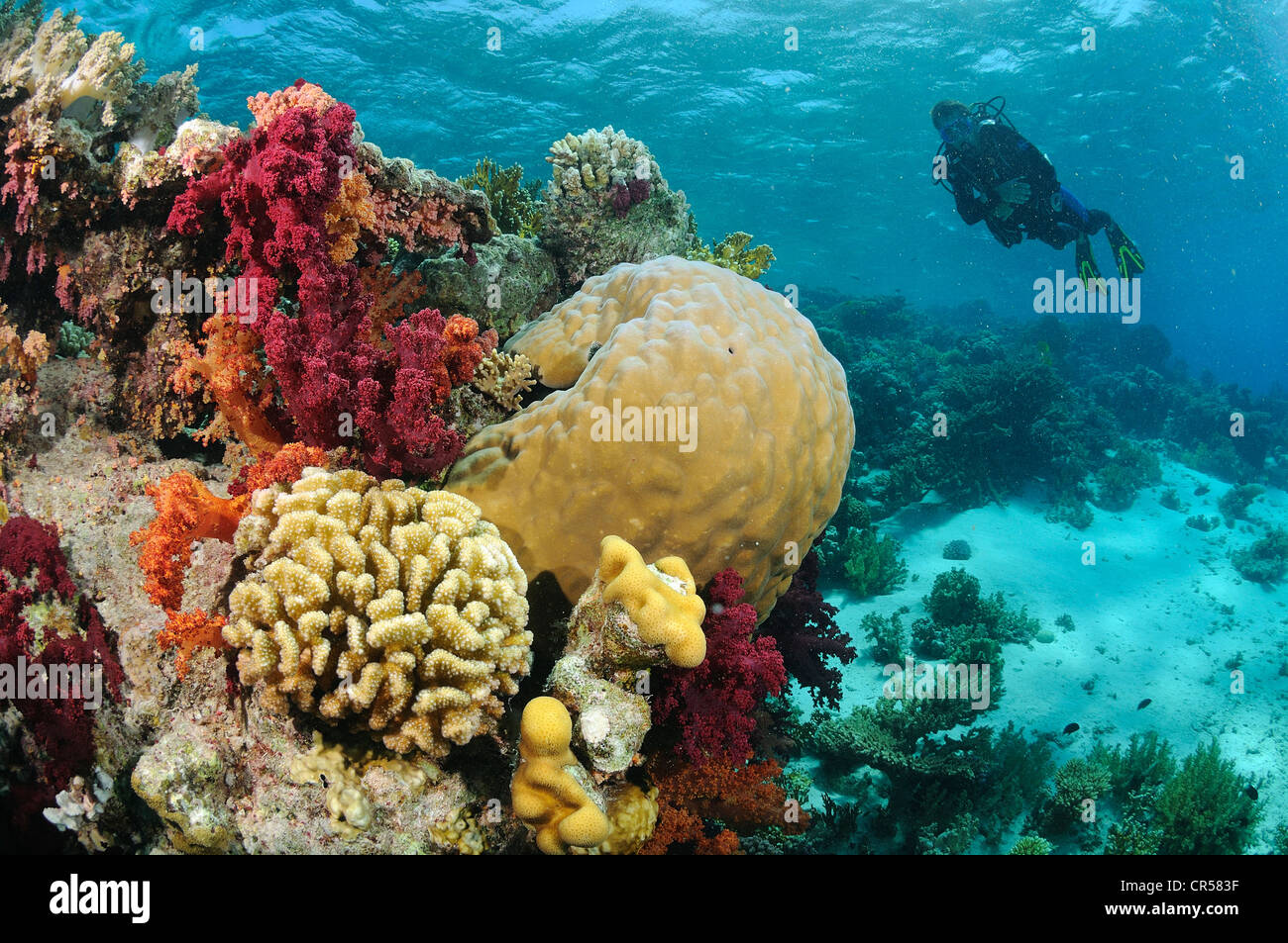 Egipto, el Mar Rojo, un arrecife de coral Foto de stock