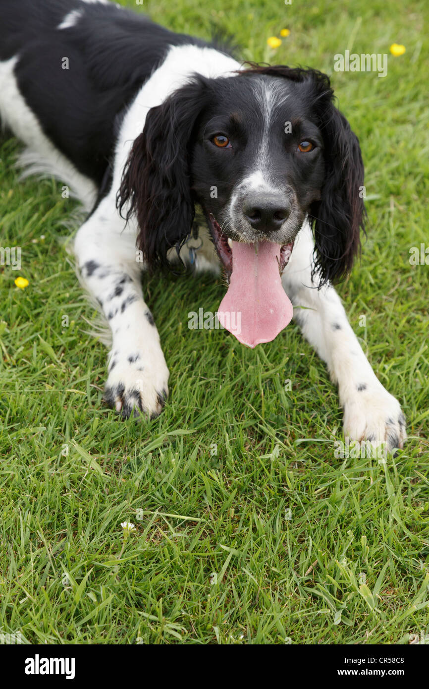 Un blanco y negro cansado Springer Spaniel perro jadeando sobre el césped con una larga lengua rosa colgando de su boca abierta Foto de stock