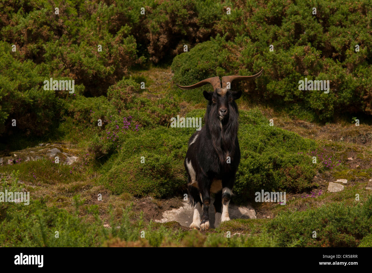 Cabra salvaje salvaje (Capra hircus), billy, Highlands, Escocia Foto de stock