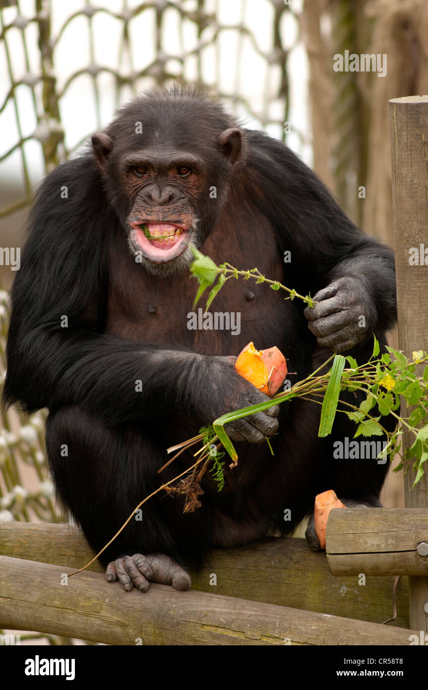 El chimpancé comiendo ortigas en Zoo Foto de stock