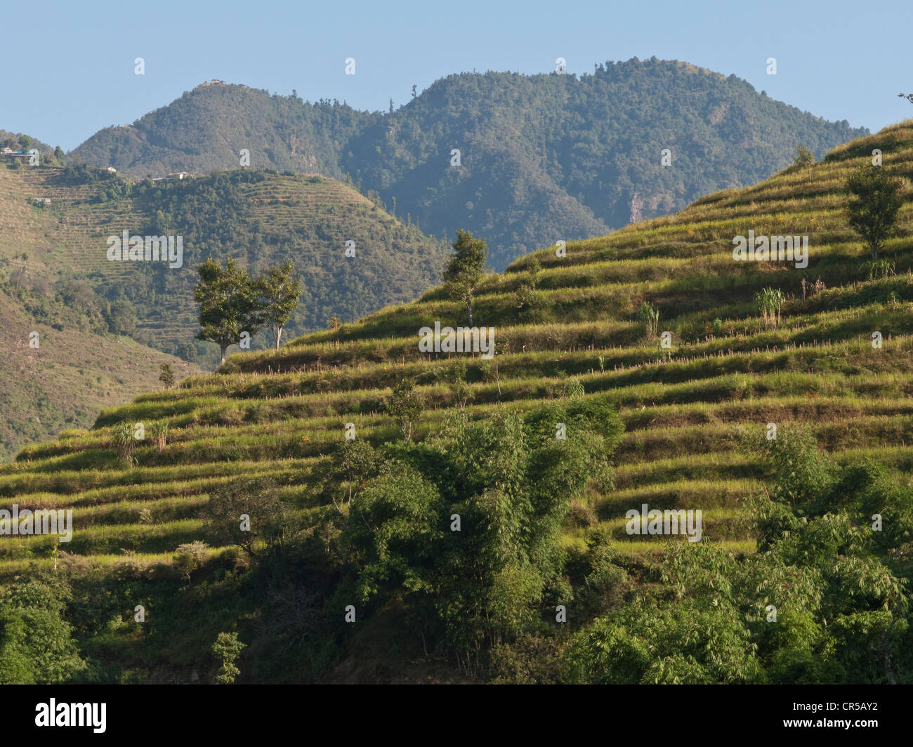 Campos de terrazas, la única manera de plantar cosechas en la región montañosa de Helambu, Nepal, Asia Foto de stock