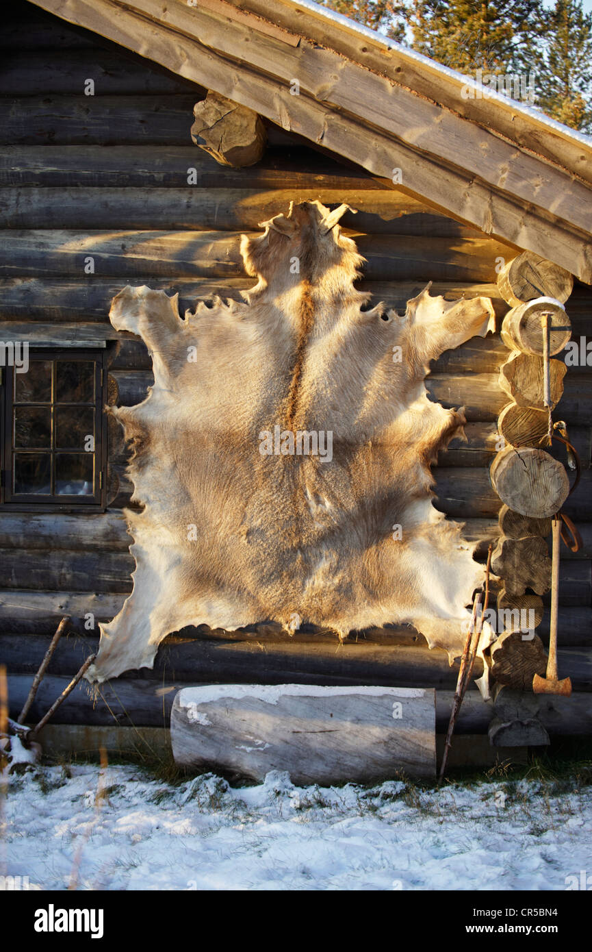 Noruega, Laponia, el condado de Finnmark, Karasjok, cría de Husky en el Sven Engholm's Foto de stock