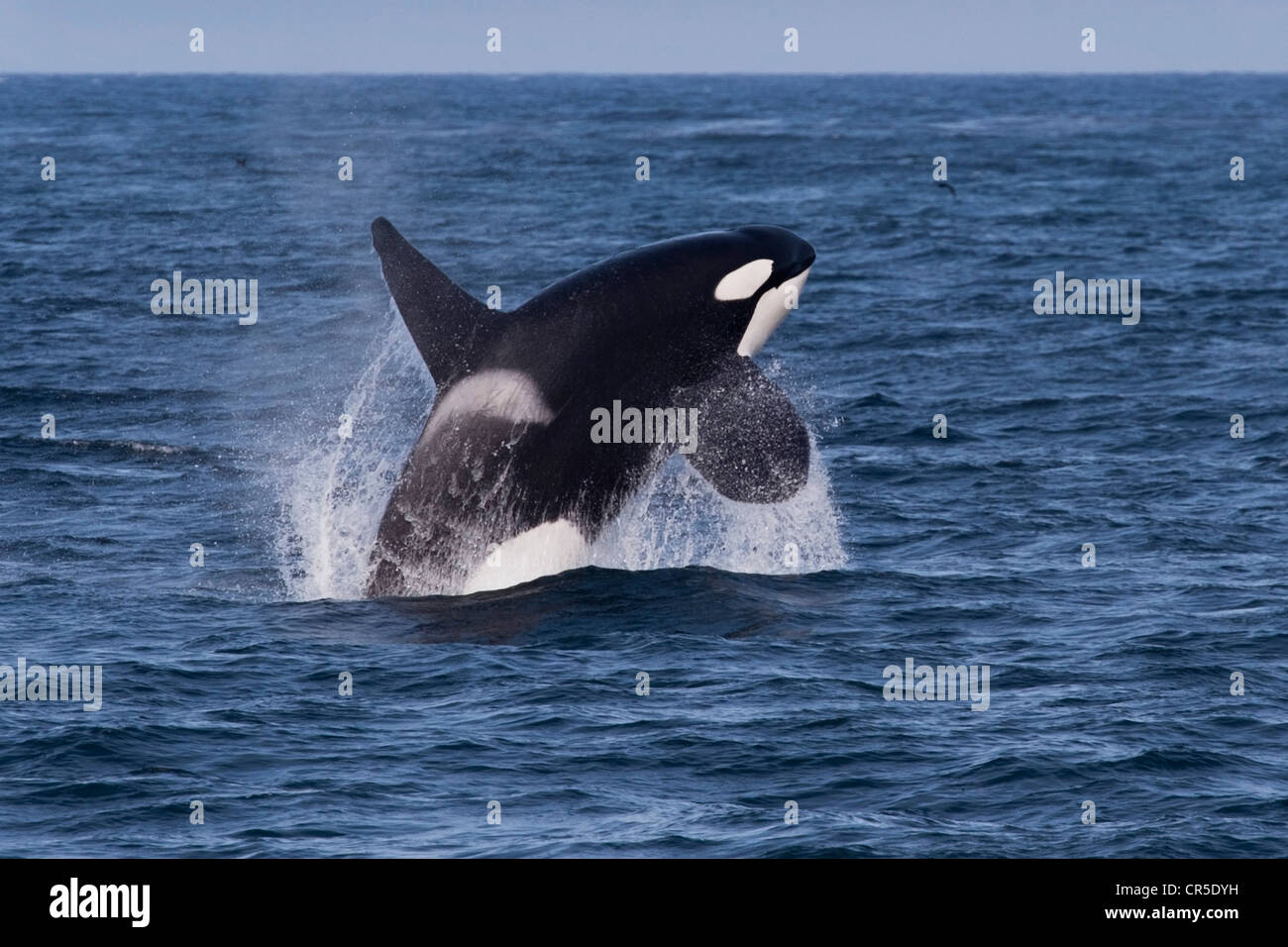 Orca transitoria/Orca (Orcinus orca). Los grandes machos adultos de incumplir, Monterey, California, en el Océano Pacífico. Foto de stock