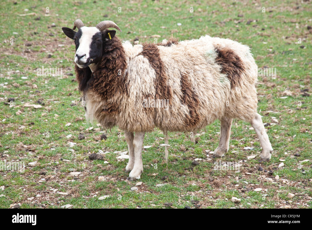 Jacobs ovejas en el bosque parque temático familiar, Totnes, Devon, Inglaterra, Reino Unido. Foto de stock
