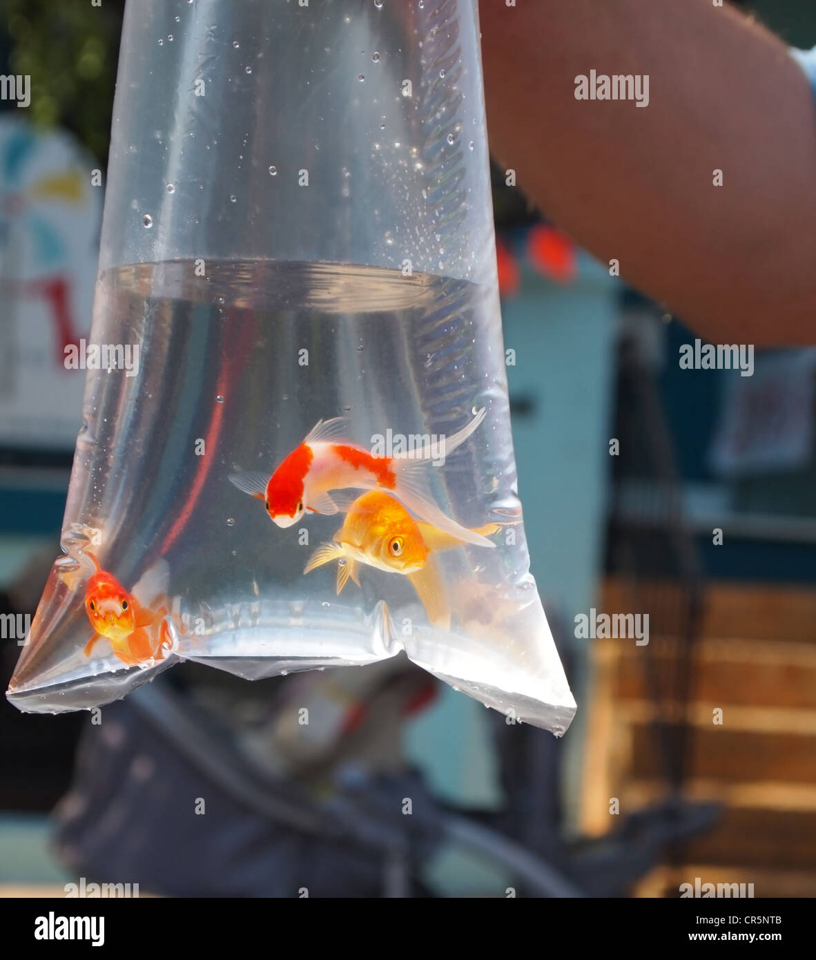 Tres goldfish nadar en una bolsa de plástico en un carnaval antes de irse a casa con el afortunado ganador de un juego de Midway. Foto de stock