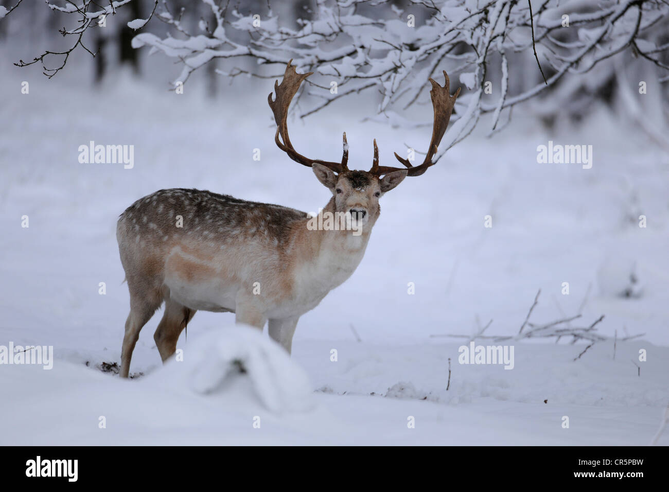 El gamo (Dama dama), Buck de pie en la nieve, Alemania, Europa Foto de stock