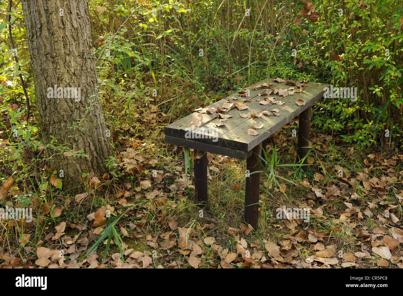 Poco aislado banco de madera bajo los árboles con hojas en el asiento, Turingia, Alemania, Europa Foto de stock