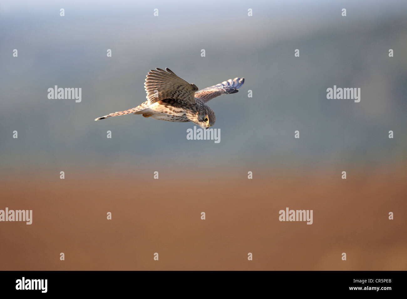Cernícalo vulgar (Falco tinnunculus), flotando, Alemania, Europa Foto de stock