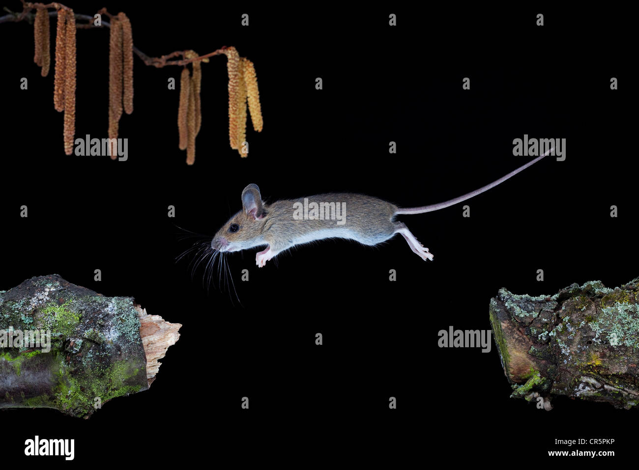 Madera (Apodemus sylvaticus) del ratón, saltar, Turingia, Alemania, Europa Foto de stock