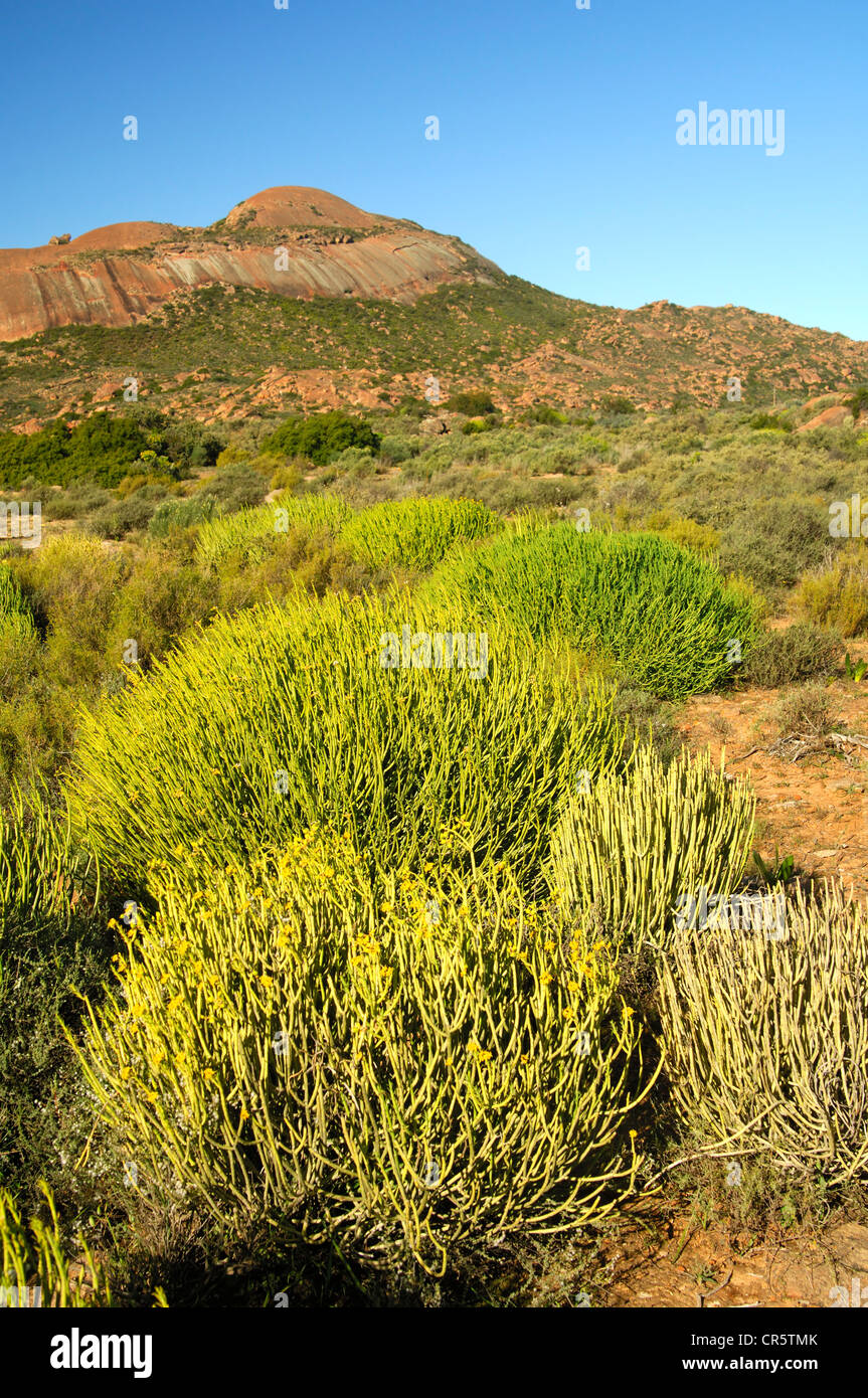 Típico paisaje semi-desierto Karoo con lápiz leche Bush (Euphorbia mauritanica), afloramientos de granito redondeados, Gran Karoo, Foto de stock
