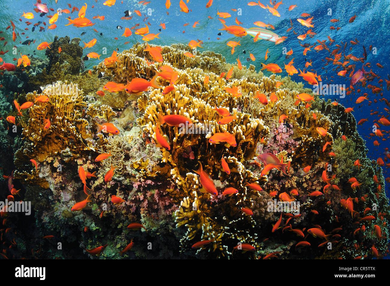 Egipto, el Mar Rojo, un arrecife de coral, vista submarina Foto de stock