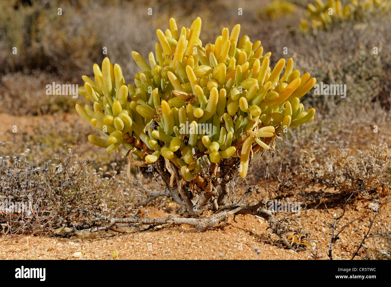 Augea capensis, Kinder-pieletjies con hojas suculentas, Zygophyllaceae, Reserva Natural, Namaqualand, Sudáfrica, África Foto de stock