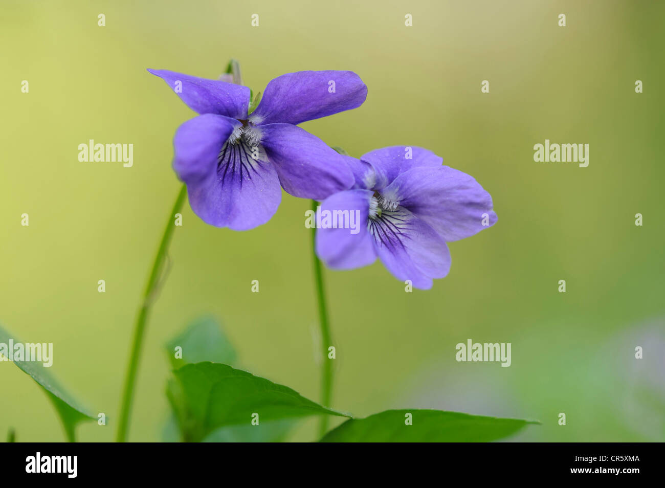 A principios de perro-violeta (viola reichenbachiana), alemania Foto de stock