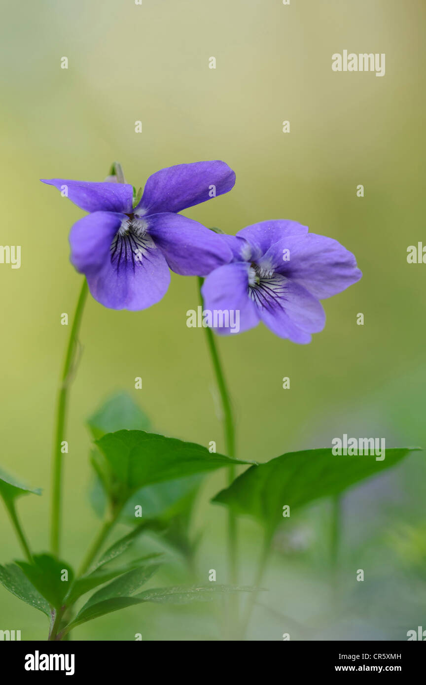 A principios de perro-violeta (viola reichenbachiana), alemania Foto de stock