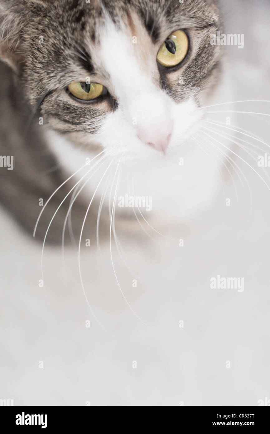 Un alto ángulo de visualización de un gato mirando a la cámara Foto de stock