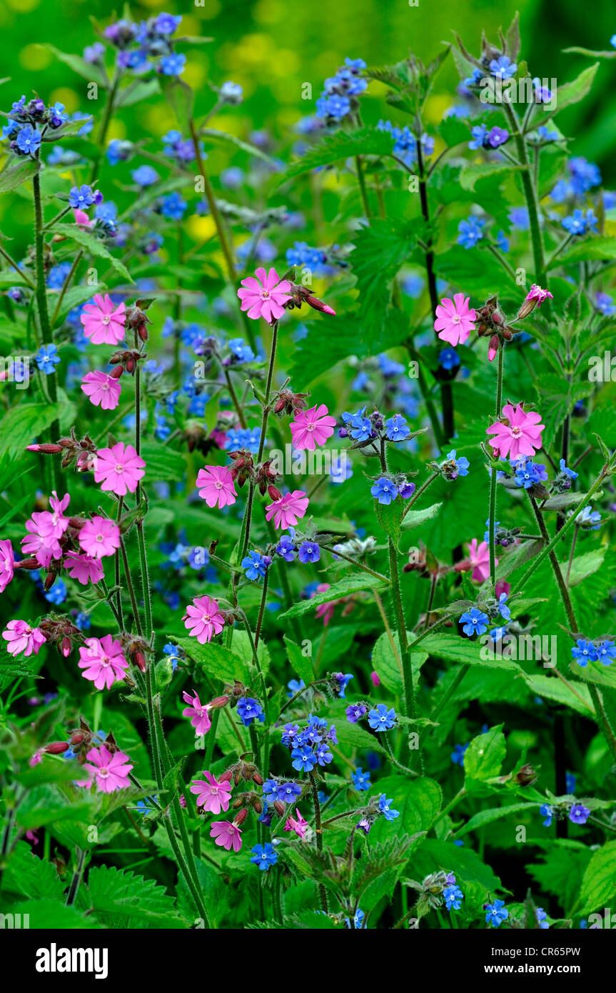 Una hermosa exhibición de flores silvestres en primavera UK Foto de stock