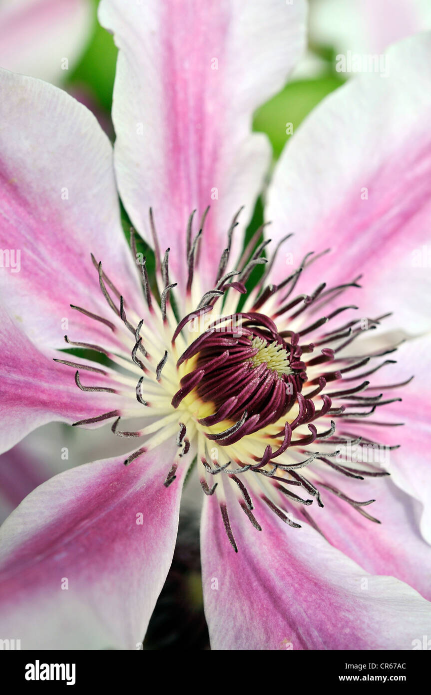 Clematis Ranunculaceae jardín de flores de planta Foto de stock