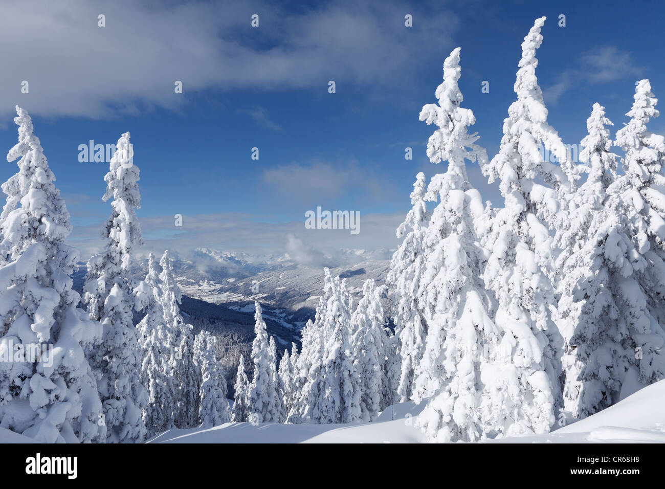 Austria, Salzburgo County, vista de los abetos cubiertos de nieve en la montaña Foto de stock