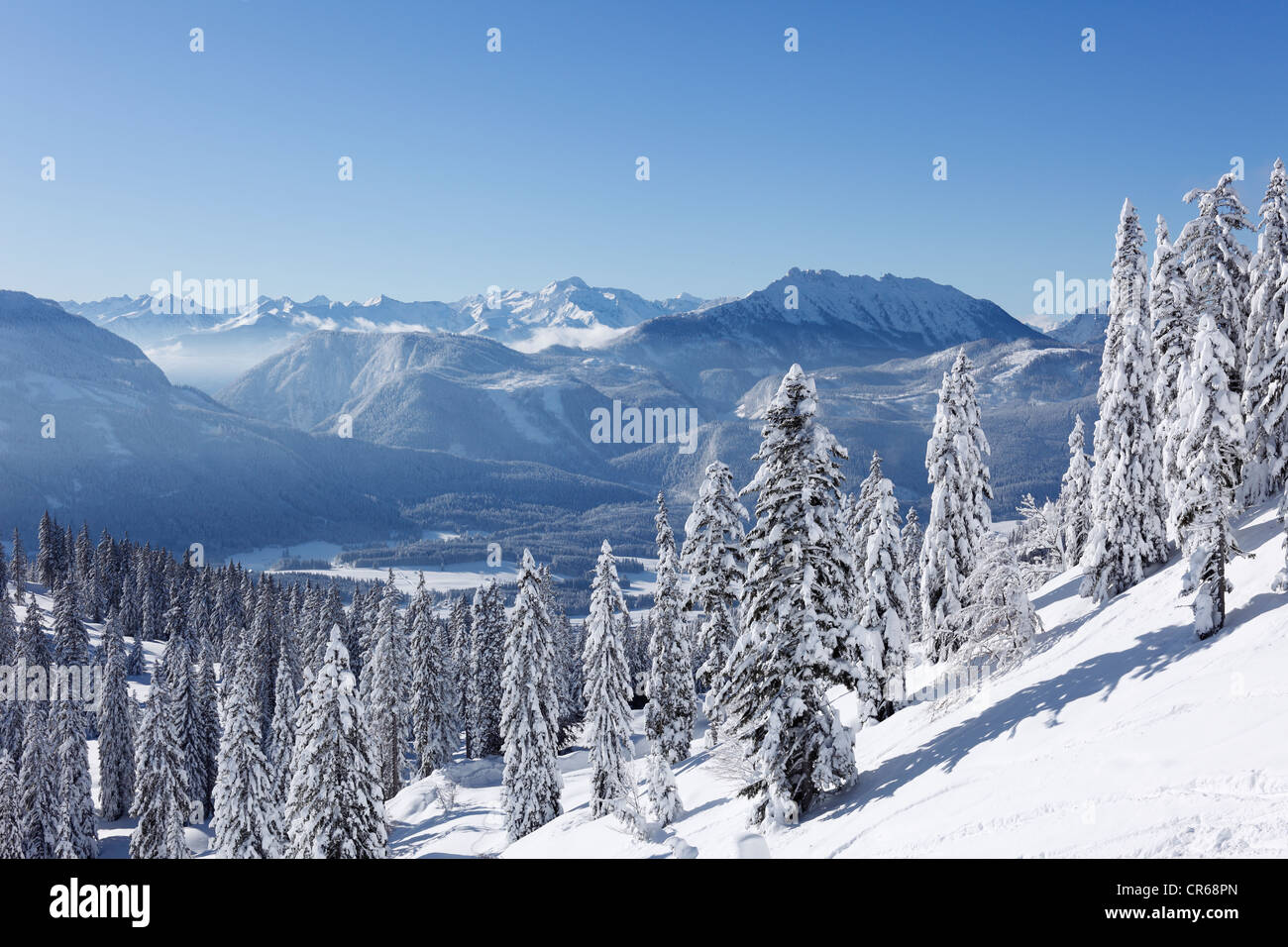 Austria, Estiria, Vista de Abeto nevado en la montaña Foto de stock