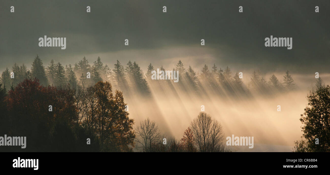 Austria, Sunbeam en bosque neblinoso durante el otoño Foto de stock
