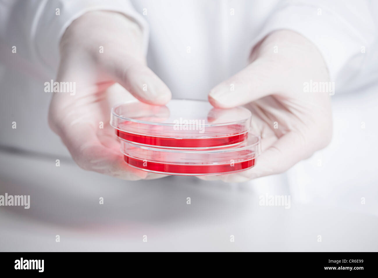 Alemania, Baviera, Munich, Científico mantiene líquido rojo en placa de Petri en el laboratorio de investigación médica. Foto de stock