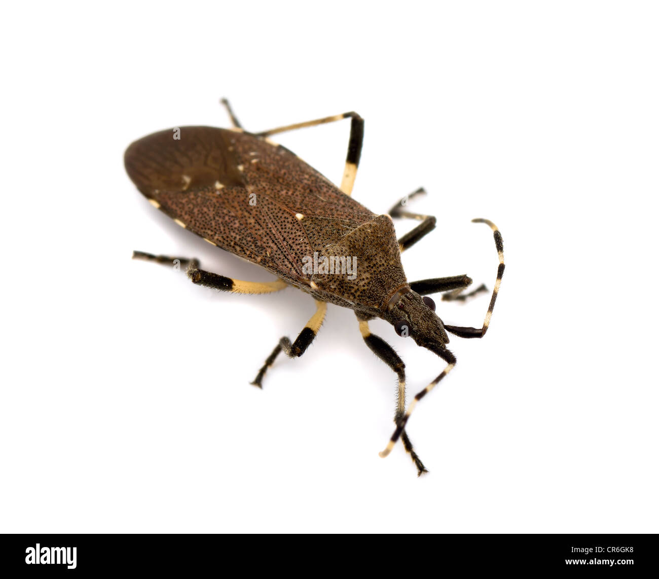 Expurgo bug (Dicranocephalus agilis) aislado en blanco Foto de stock