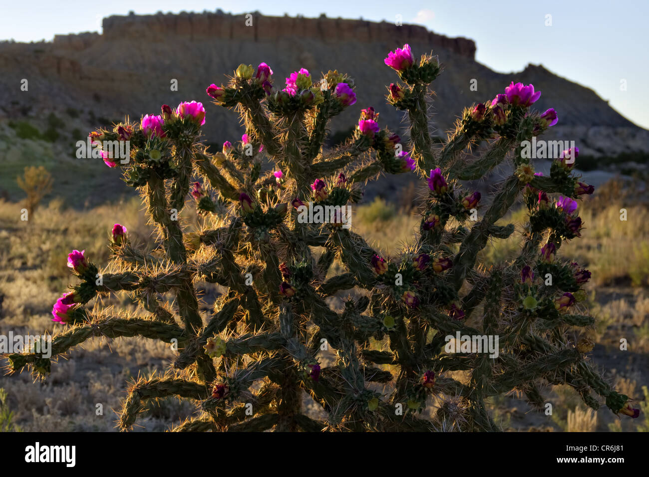 Cholla, caña (Cylindropuntia imbricata), Ojitto Desierto, Sandoval County, New Mexico, EEUU. Foto de stock
