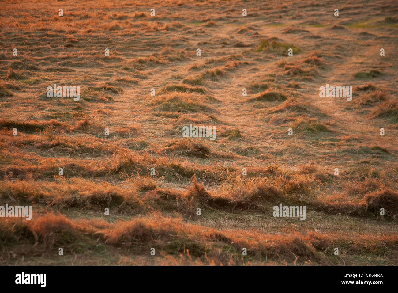 Cortar heno secado en una pradera , Devon, Inglaterra, Reino Unido. Foto de stock