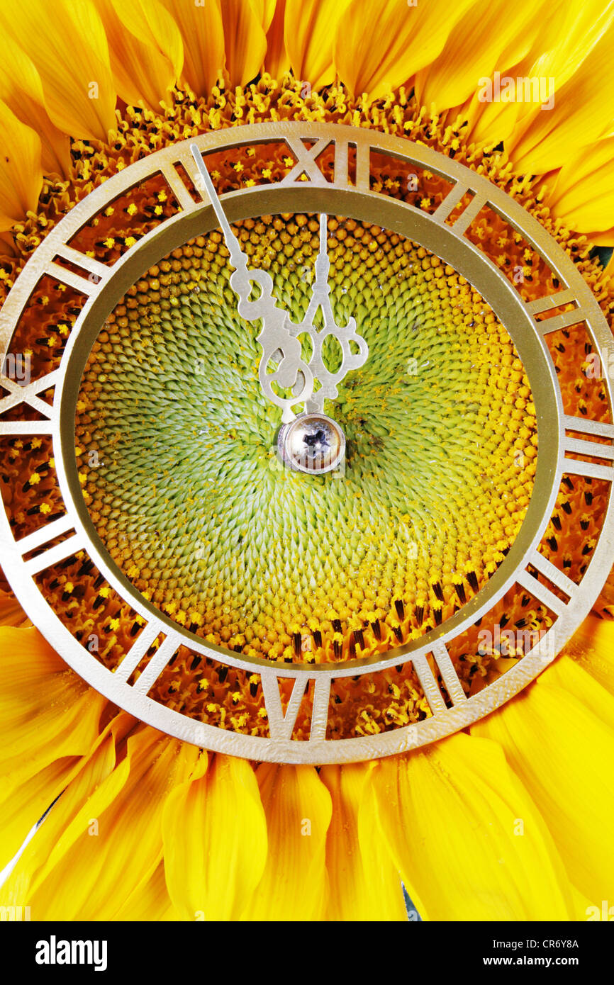 Girasol-reloj enfoque indicativo de Año Nuevo Fotografía de stock - Alamy