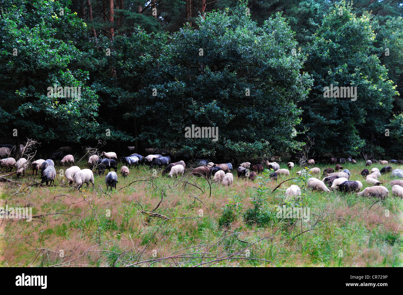 Ovejas, un paisaje raza de pastoreo en zonas de conservación Pinnow, Mecklemburgo-Pomerania Occidental, Alemania, Europa Foto de stock