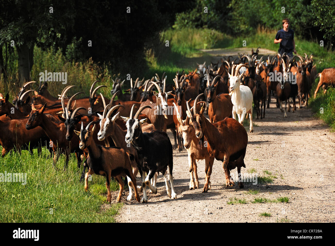 Las cabras de la lechería en el camino para ser ordeñadas en una granja orgánica, siendo seguido por un joven agricultor, Othenstorf Foto de stock