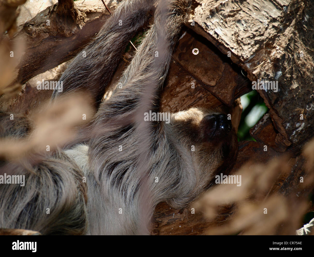 Tres vetado sloth y árbol Foto de stock