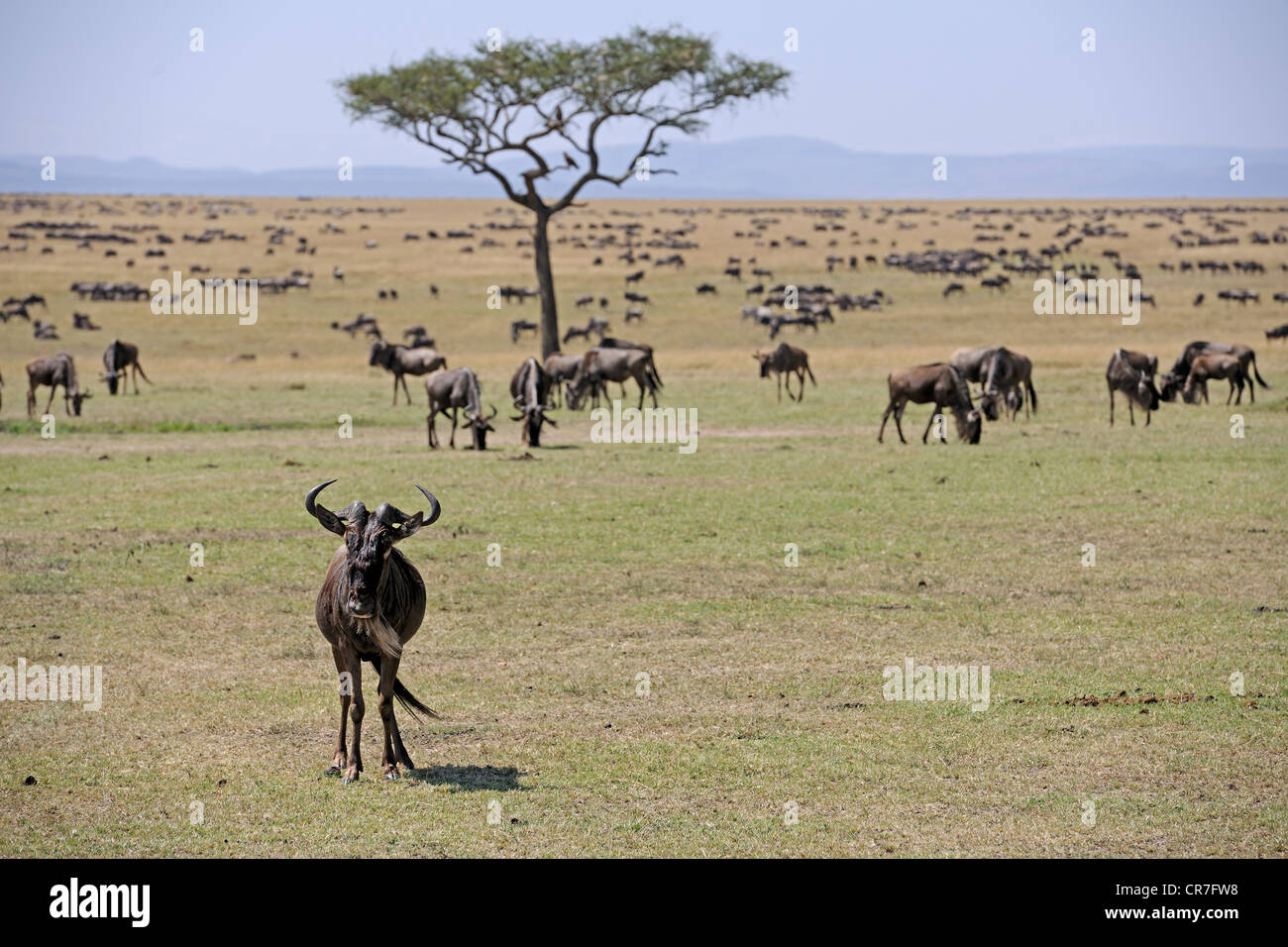 Manada de ñus azules (Connochaetes taurinus), Gran Migración, Reserva Nacional de Masai Mara, Kenya, Africa. Foto de stock