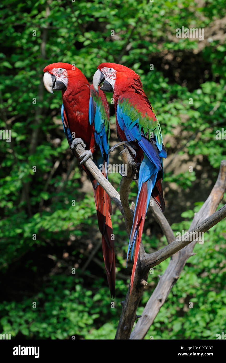 Rojo y verde o verde-Guacamayos (Ara chloroptera Guacamayo alado), par Foto de stock