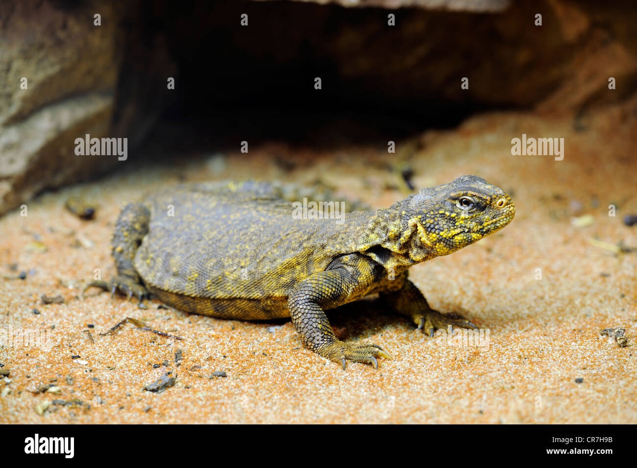 África del Norte Dabb espinoso (lagarto Uromastyx acanthinurus) Foto de stock