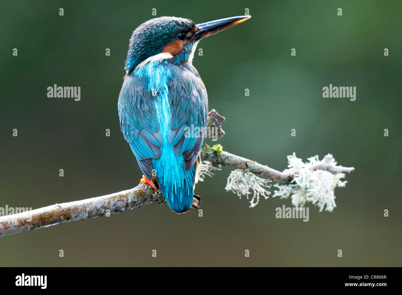 Kingfisher hembra de pie sobre una ramita mirando a la derecha Foto de stock