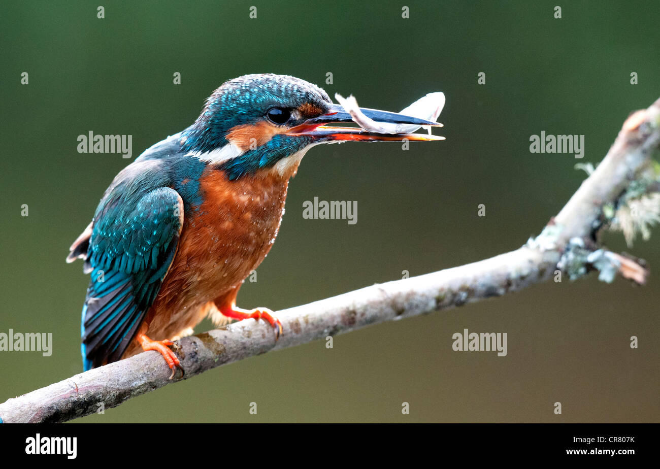 Kingfisher hembra de pie en un palo mirando a la derecha con un pez Foto de stock
