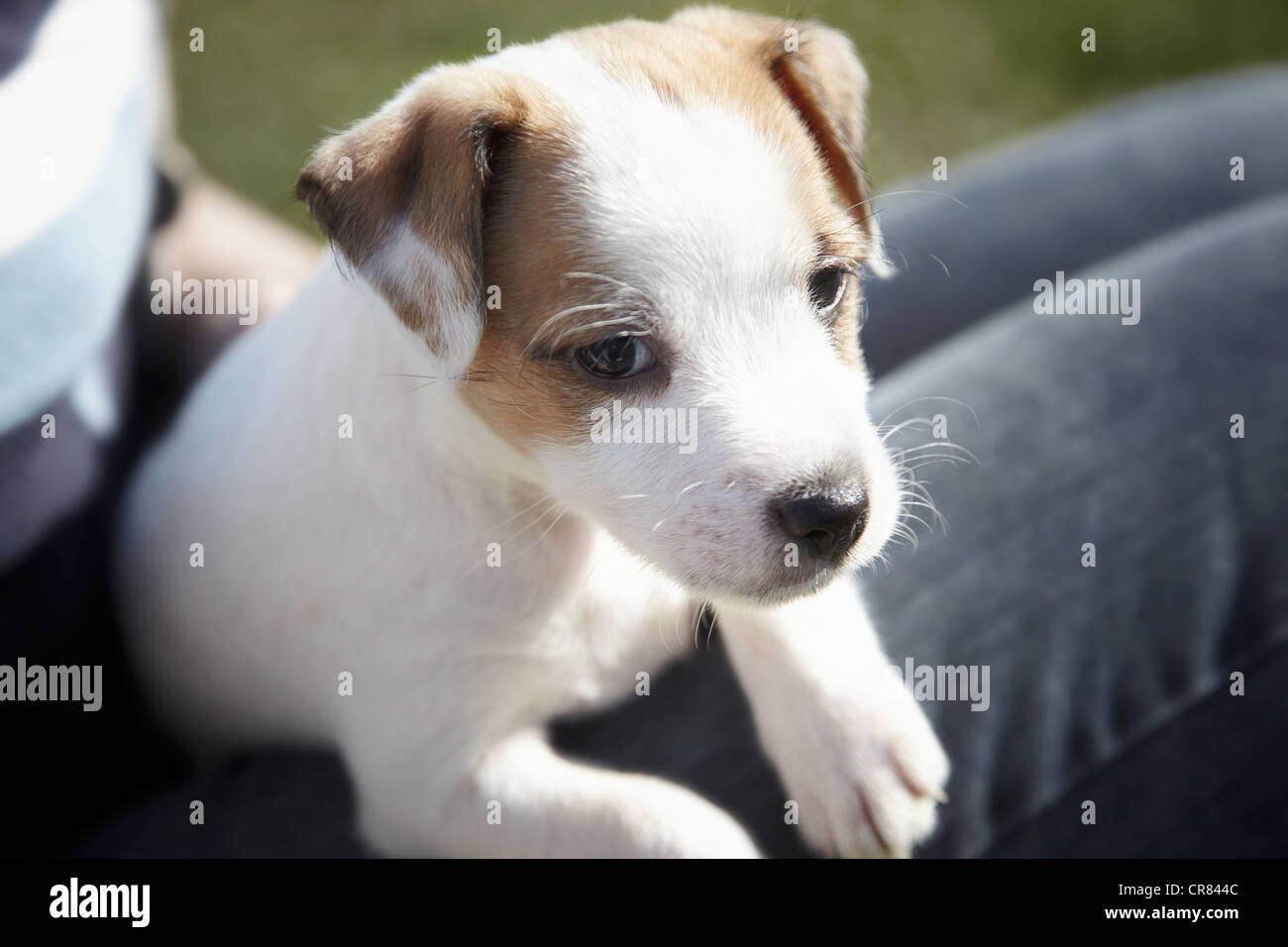 Parson Russell Terrier cachorro, 7 semanas Foto de stock