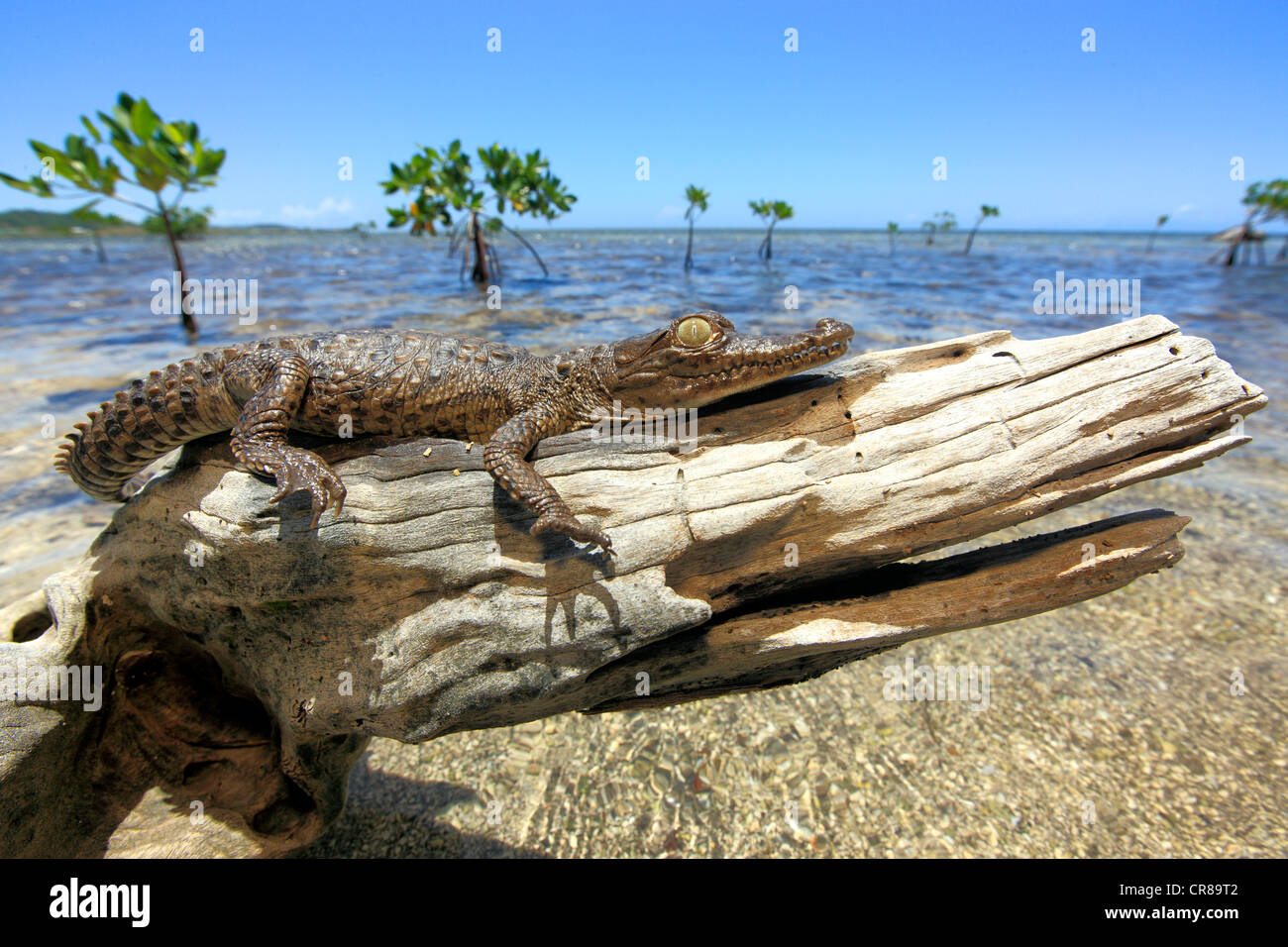 El Cocodrilo Americano (Crocodylus acutus), joven, playa, tocón de árbol, descansa, Roatán, Honduras, El Caribe, América Central Foto de stock