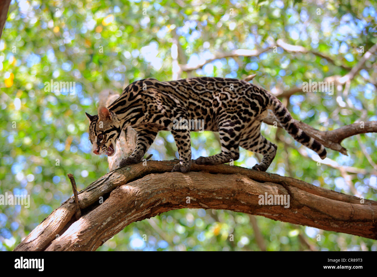 El ocelote (Leopardus pardalis), adulto, hombre, árbol, Honduras, América del Sur Foto de stock