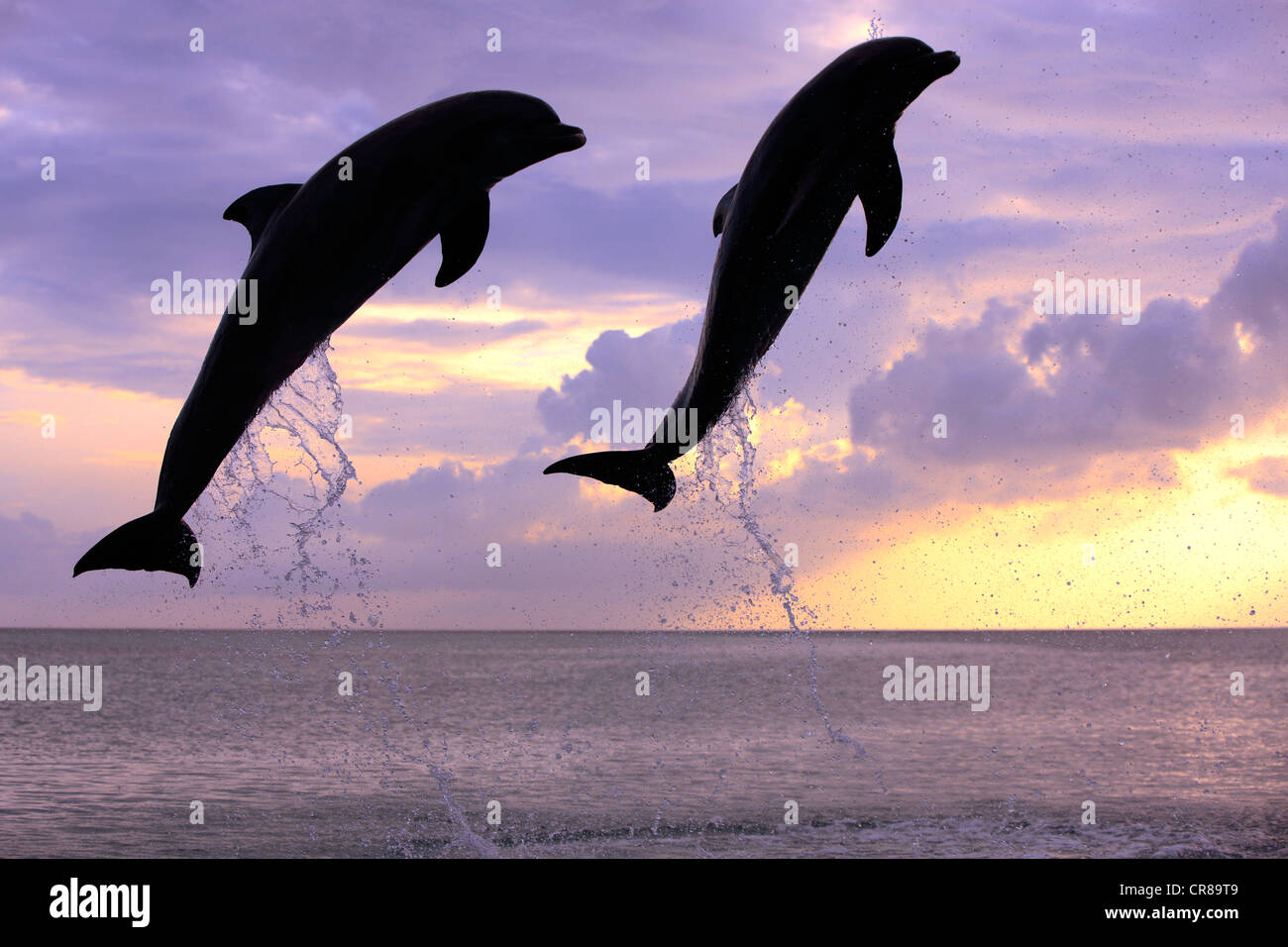 Dos delfines nariz de botella (Tursiops truncatus), adulto, saltando al atardecer, Roatán, Honduras, El Caribe, América Central Foto de stock