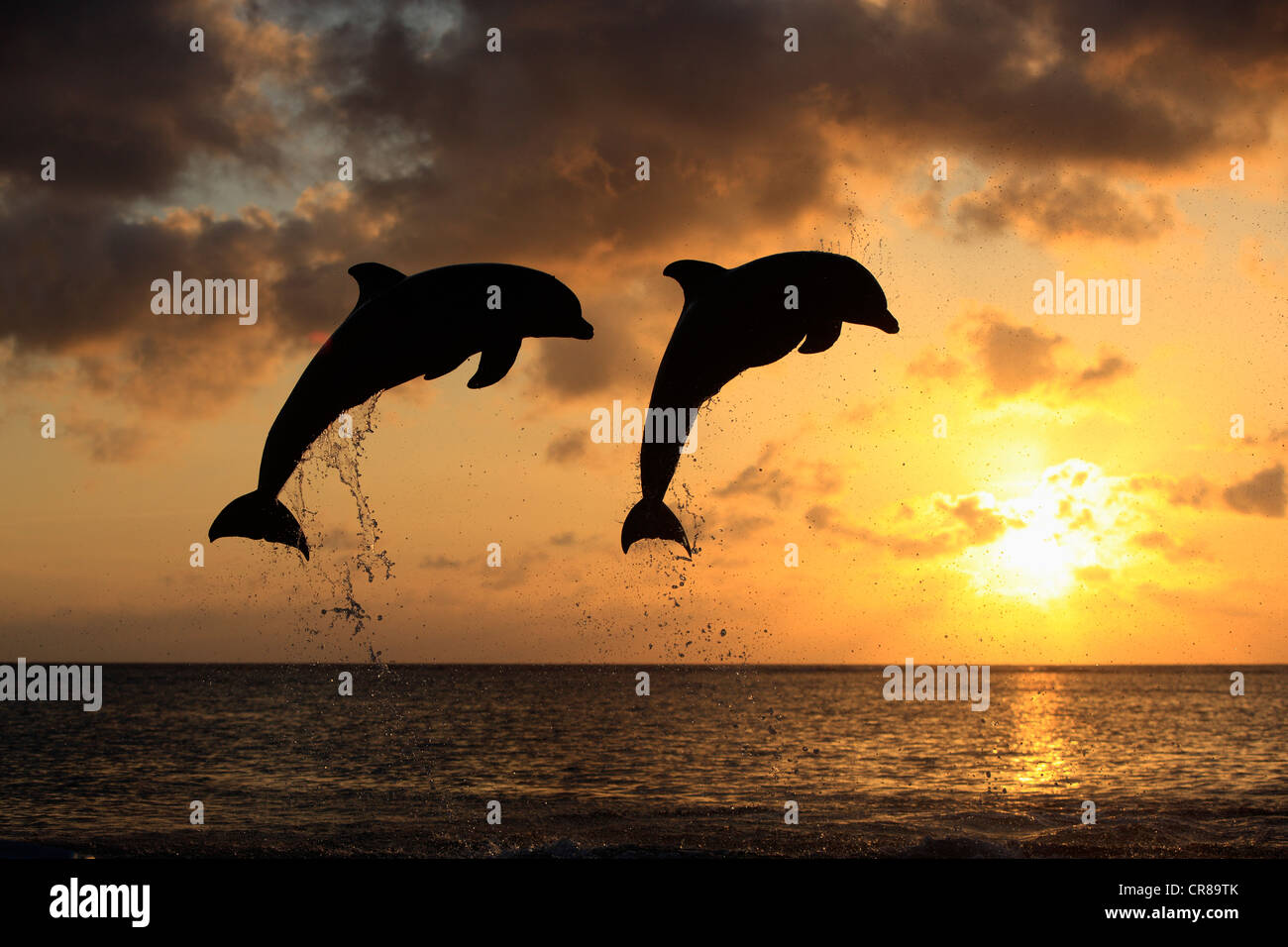 Dos delfines nariz de botella (Tursiops truncatus), adulto, saltando al atardecer, Roatán, Honduras, El Caribe, América Central Foto de stock