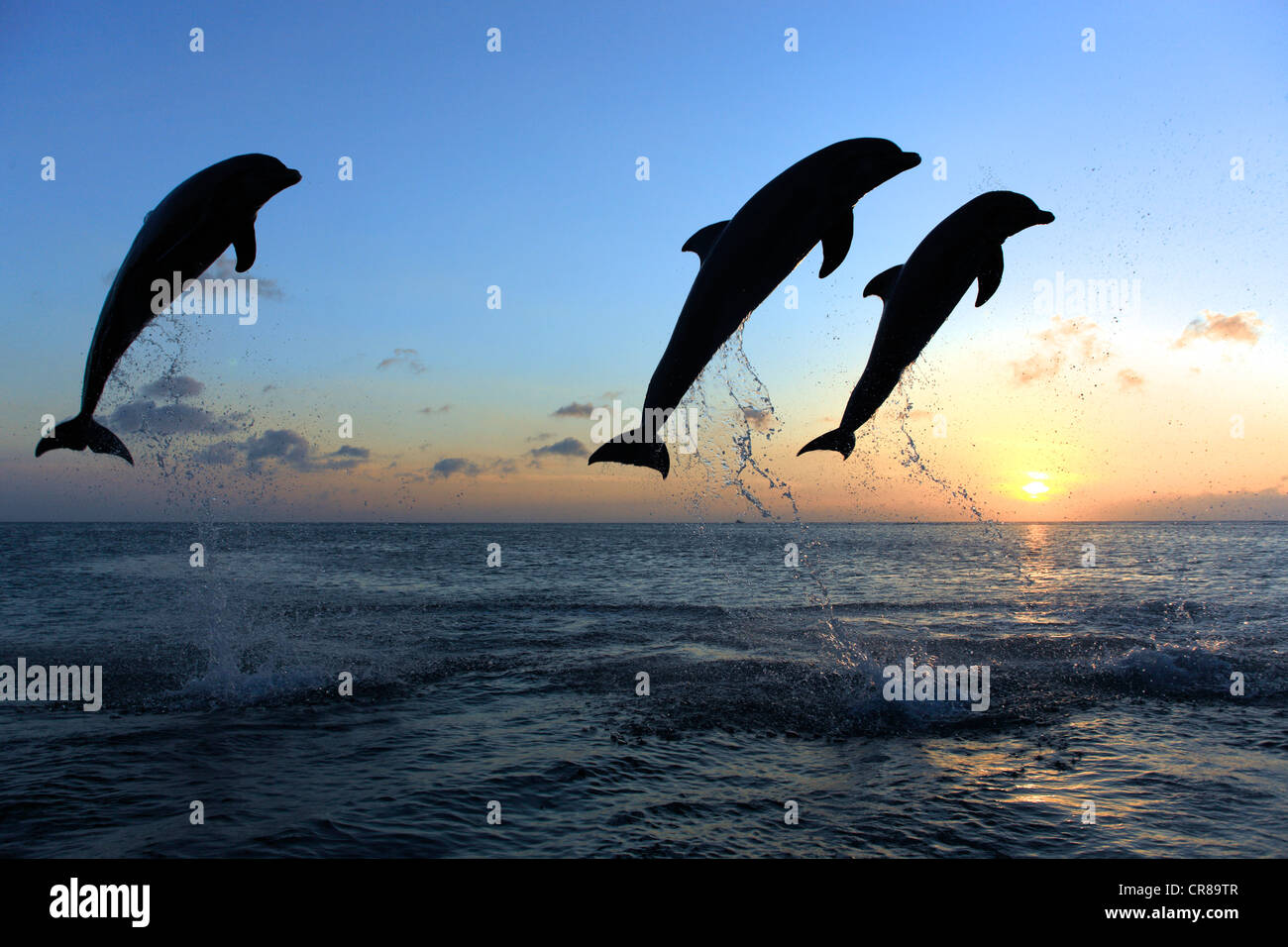 Tres delfines nariz de botella (Tursiops truncatus), adulto, saltando al atardecer, Roatán, Honduras, El Caribe, América Central Foto de stock