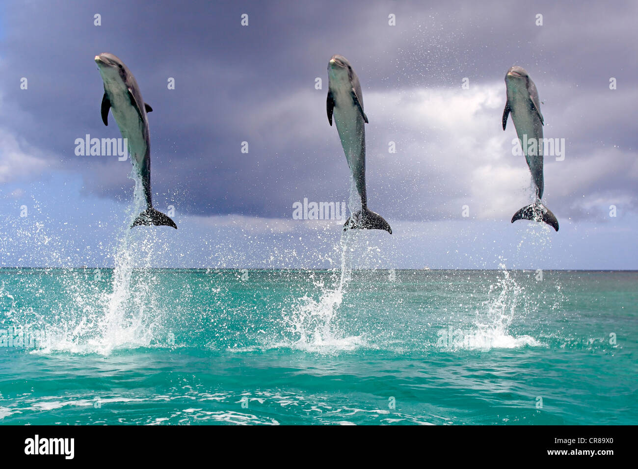 Tres delfines nariz de botella (Tursiops truncatus), adulto, saltando fuera del mar, Roatán, Honduras, El Caribe, América Central Foto de stock