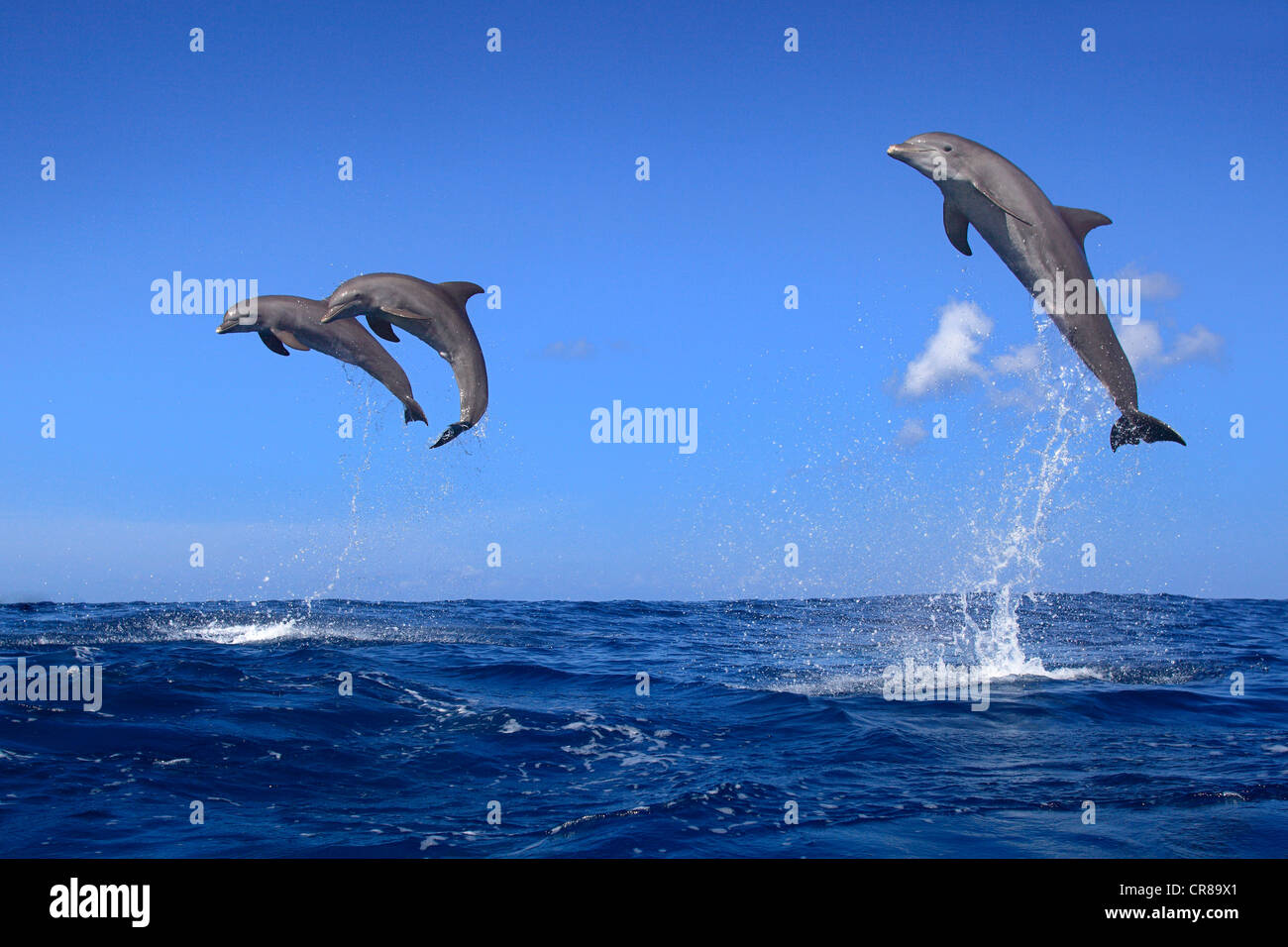 Tres delfines nariz de botella (Tursiops truncatus), adulto, saltando fuera del mar, Roatán, Honduras, El Caribe, América Central Foto de stock